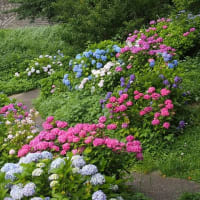 あじさいの花咲く散歩道