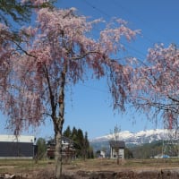 今年も山菜王国　新潟県魚沼市大白川へ