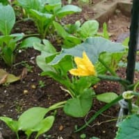 購入夏野菜の苗成長過程経過