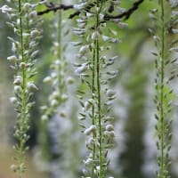 横須賀菖蒲園