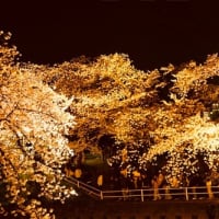 お花追っかけ～～・・・＠五条川　夜桜