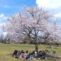 桜満開　　　　　　　