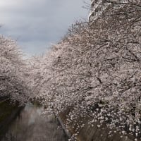 伝右川沿いの桜