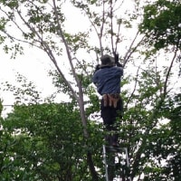 夏椿とお別れしました。