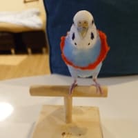 おかえりマルちゃん