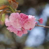 靖国神社の桜　（標本木　大山桜　右近桜　紅華）　