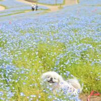 香川県「まんのう公園」