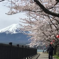 富士河口湖のさくらまつり終わる！