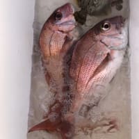 ２号船午後便でウタセマダイです。