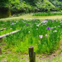 祭り６日目、令和７年６月１８日、見頃になってきました