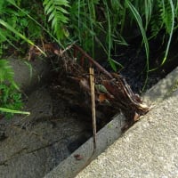 雨が降ると詰まる