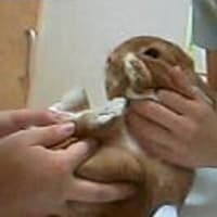 アレス病院一ヶ月後 おきらくウサギ生活