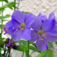 ヤマアジサイの真花咲く頃、ミヤマハナシノブは蒴果育む