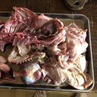 雄鶏生後10ヶ月を潰す
