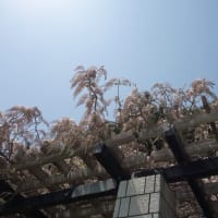 前田森林公園の桜