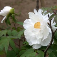 日本庭園・牡丹の花 　 (Ⅱ）