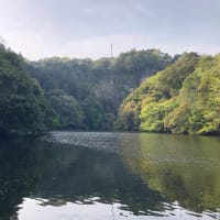 豊英ダム釣行