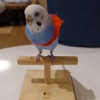 マルちゃん肝臓が悪いのが発覚しました