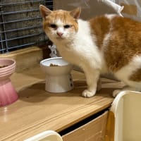 看板猫のいるお店で猫飲み 2 (2311-2)