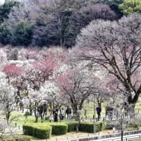 大阪城　梅林（２０２５年３月７日）動画