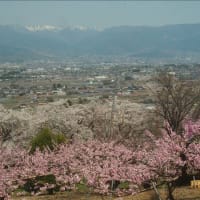 山梨の桃源郷、満開でした・・・。