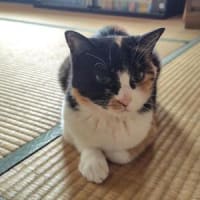暑くなってきましたね～(;^ω^)