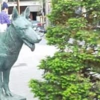歴史紀行 動物編　7 - 3　日本初の盲導犬　チャンピィ　3