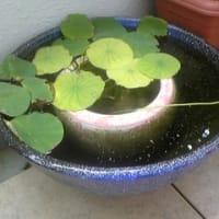 花が咲かない 育て パパイヤ パッションフルーツ