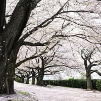 今治市の蒼社川の桜が散り始めていました