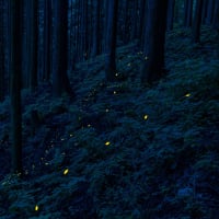 ヒメボタル 東京都内の生息地