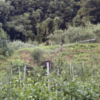 りんごの消毒、早生りんごまもなくです、お月様