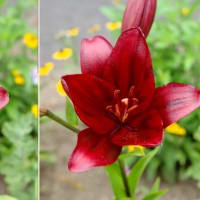 紅い百合