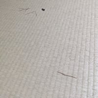 小桃とスリッパ2