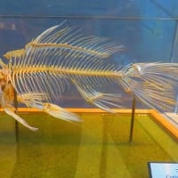 JT 生命誌研究館にて（1）