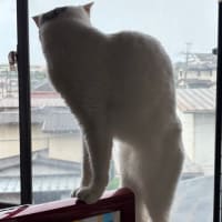 🙀なんでテレビを消すかな。。