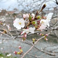 大阪も桜開花です