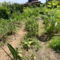 山羊たちよここの草も制覇してくれ　菜園であれに出会った