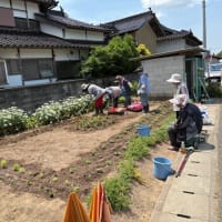 安井さくら会（老人クラブ）の作業の日