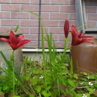 植物の様子