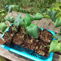 夏野菜（オクラ、トマト、ピーマン）の植え付け（菜園日記：2025年05月18日（日）)