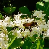 セイヨウミツバチは飛びながら蜜をいただくことも