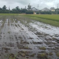 ようやく田植え