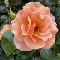 薔薇