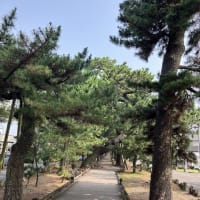 三保の松原