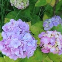 田舎へ　６月　⑤