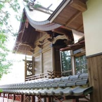 愛媛県松山市、窪野町「北谷正八幡神社のクスノキ」（市指定）です！！
