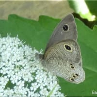 ヒメウラナミジャノメ。