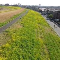 菜の花、江戸川土手