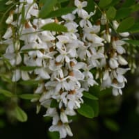 フジとニセアカシアの花