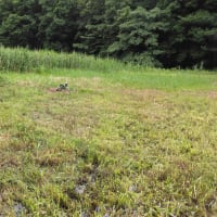 休耕田の草刈り